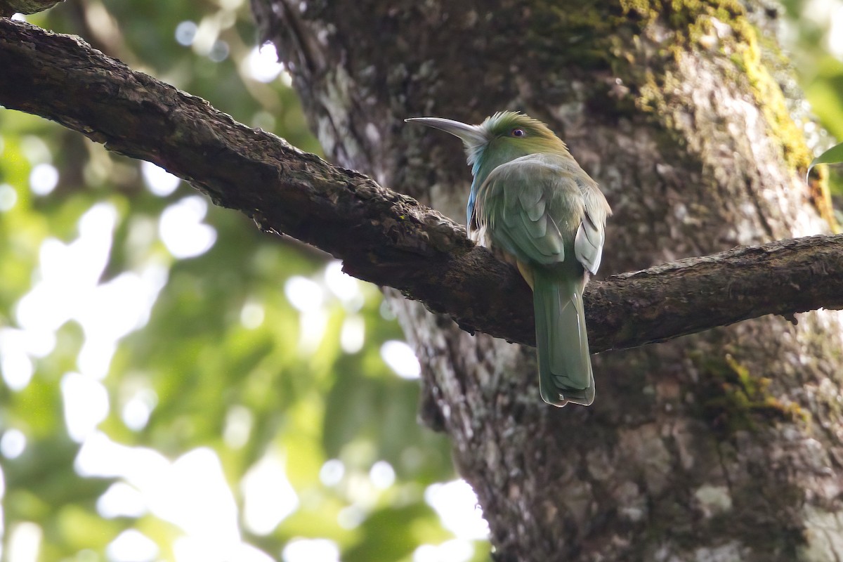 Blue-bearded Bee-eater - ML624991747