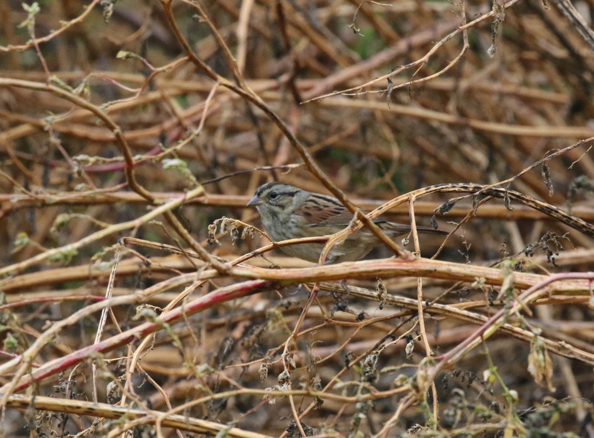 Swamp Sparrow - ML624991770