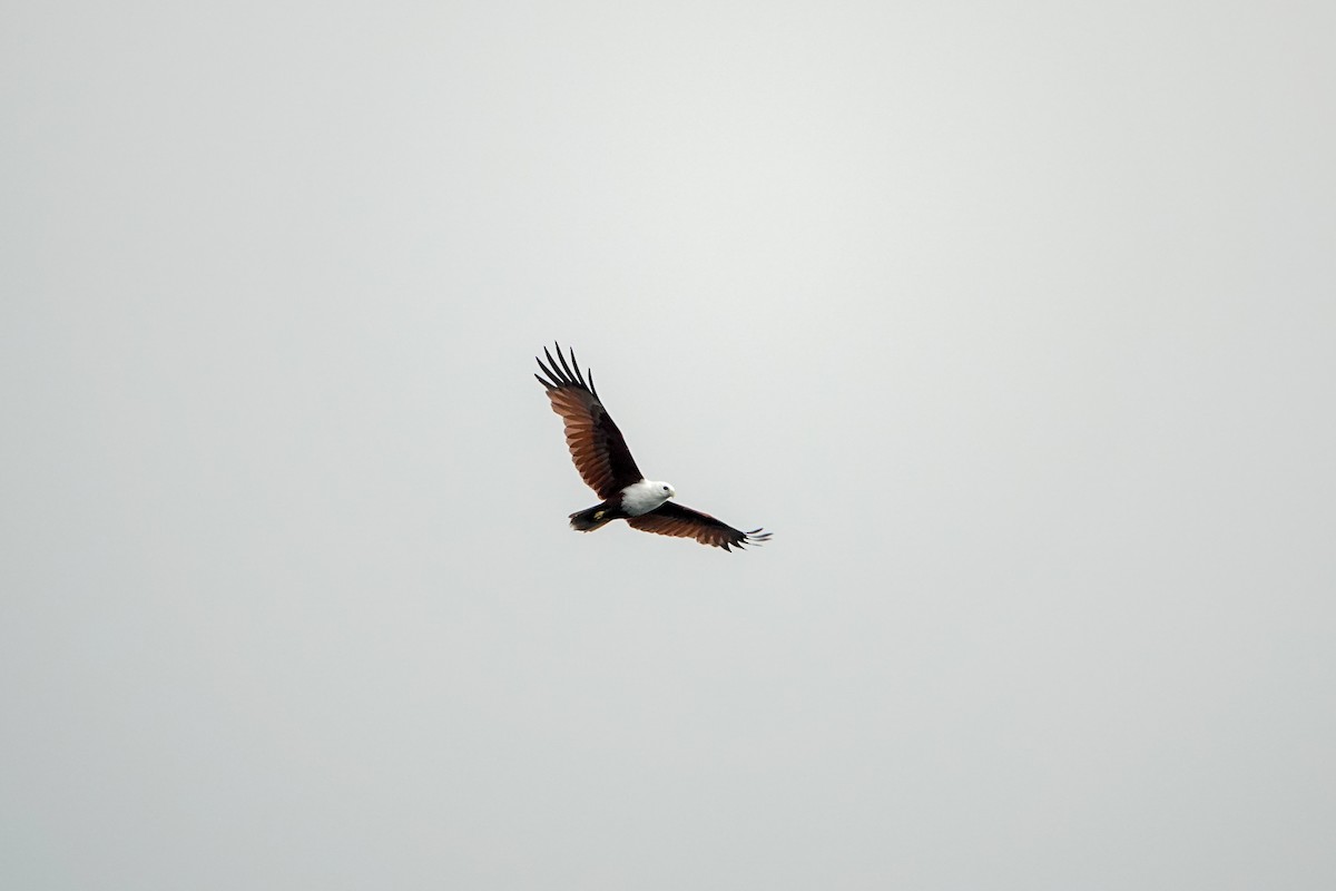 Brahminy Kite - ML624991771