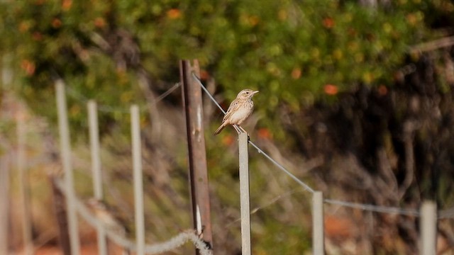 Australian Pipit - ML624991772