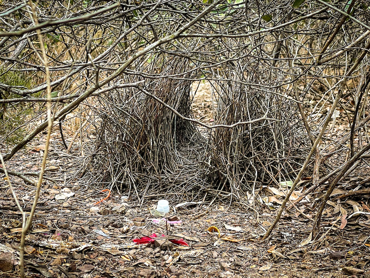 Great Bowerbird - ML624991784