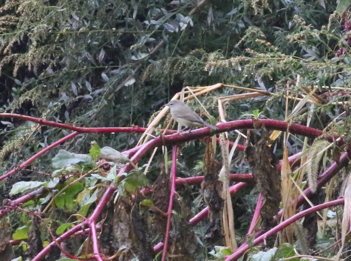 Orange-crowned Warbler - ML624991815