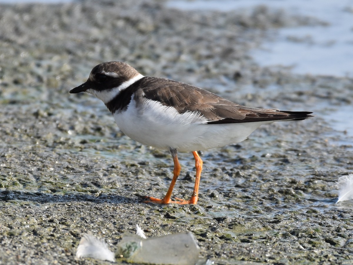 Common Ringed Plover - ML624991841