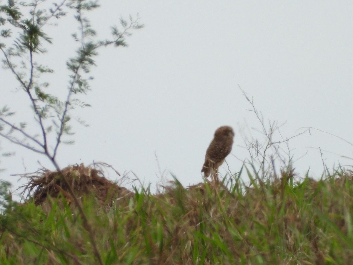 Burrowing Owl - ML624991844