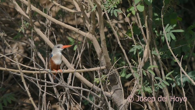 Gray-headed Kingfisher - ML624991852