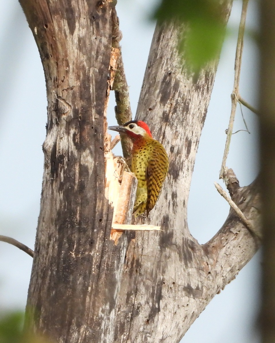 Spot-breasted Woodpecker - ML624991864