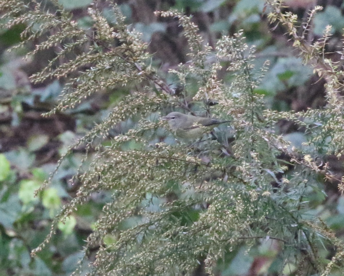 Orange-crowned Warbler - ML624991877