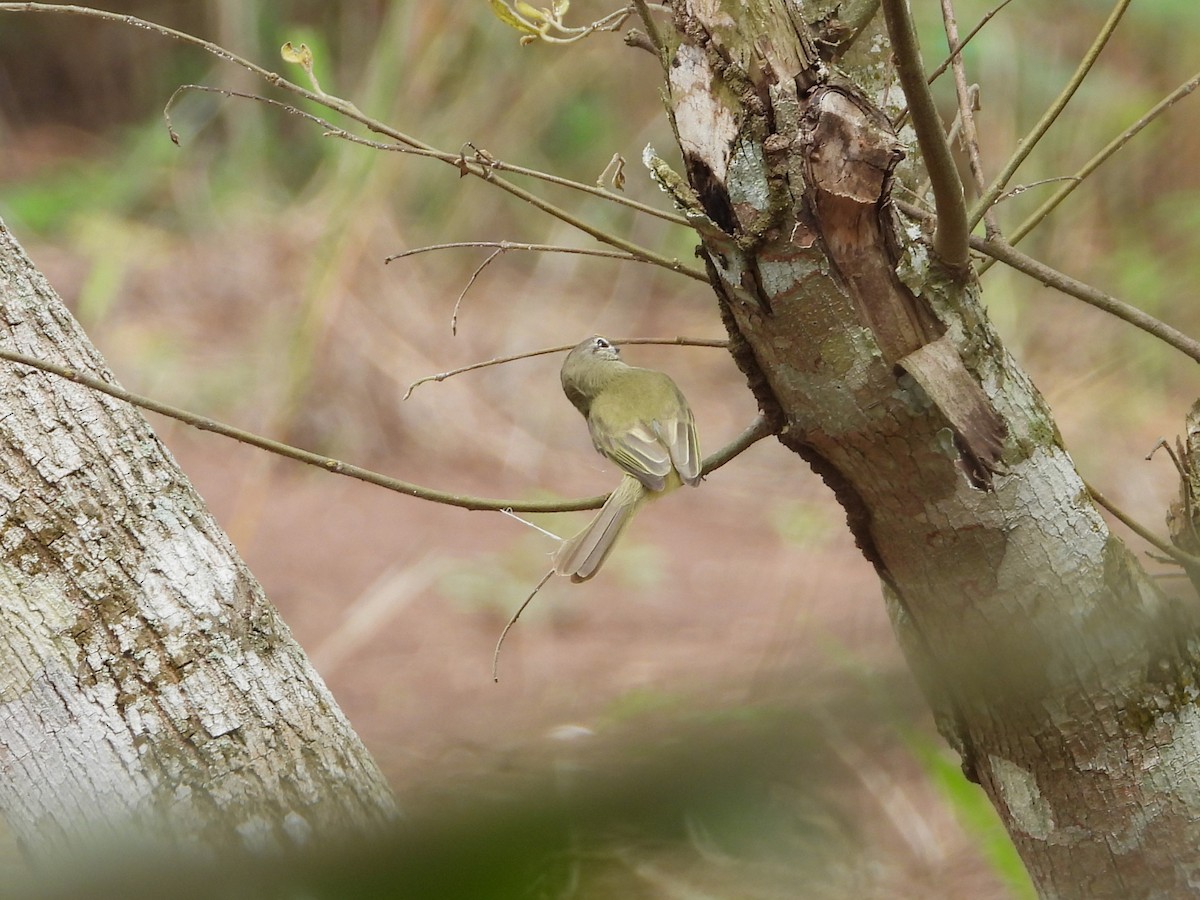 Greenish Elaenia - ML624991889