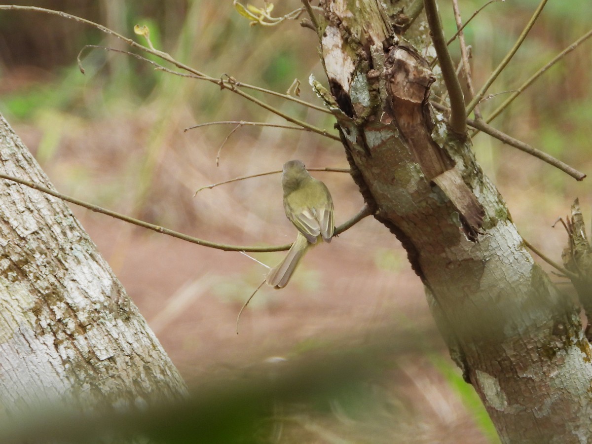 Greenish Elaenia - Kevin Jiménez Gonzáles