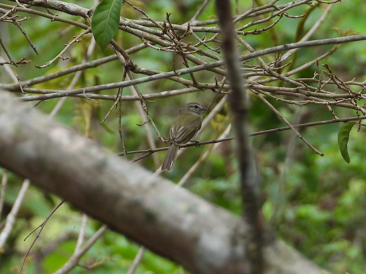 Greenish Elaenia - ML624991892