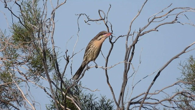 Spiny-cheeked Honeyeater - ML624991898