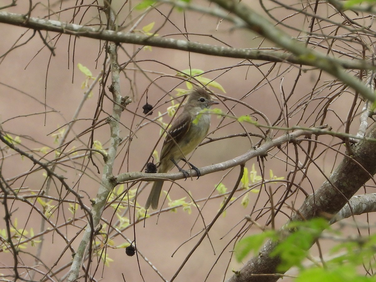 Yellow-bellied Elaenia - ML624991899