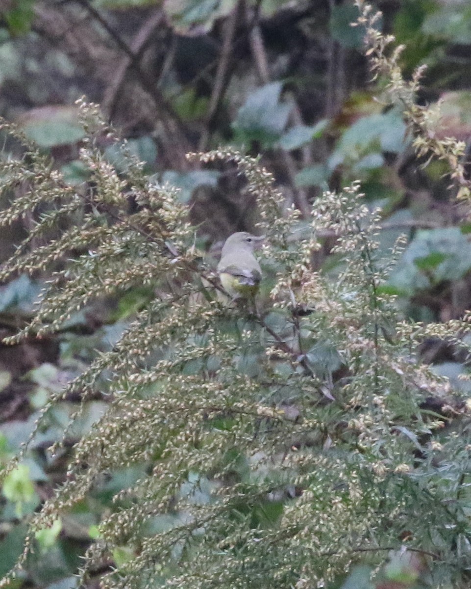 Orange-crowned Warbler - ML624991904