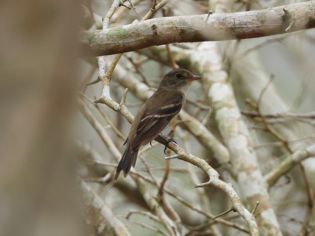 Alder Flycatcher - ML624991929