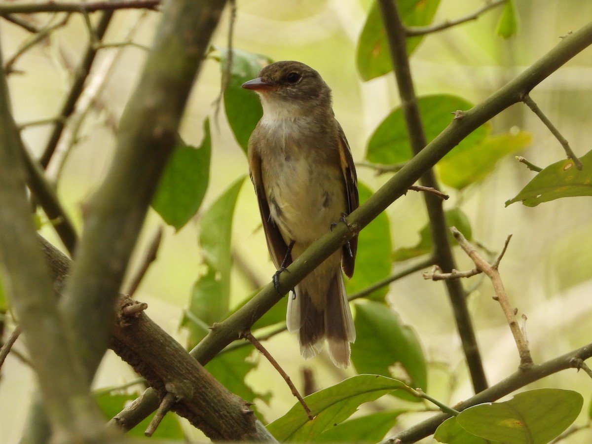 Alder Flycatcher - ML624991931