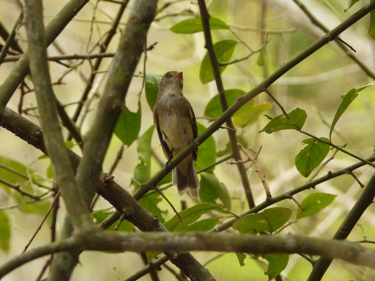 Alder Flycatcher - ML624991932