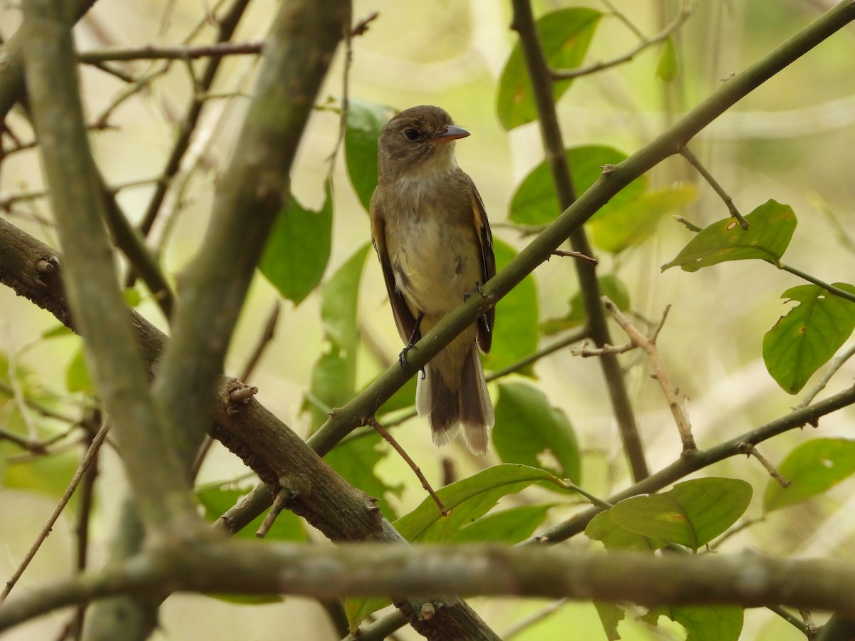 Alder Flycatcher - ML624991933