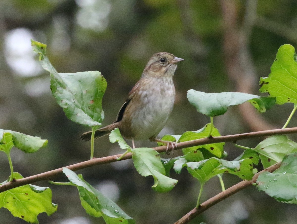 Swamp Sparrow - ML624991946