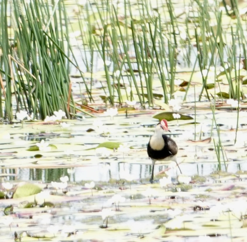 Comb-crested Jacana - ML624991990