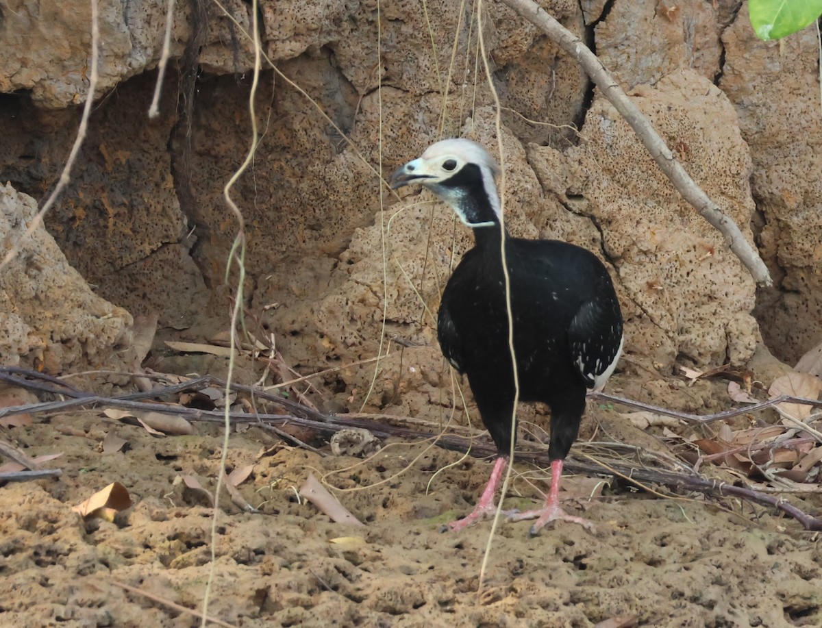 Red-throated Piping-Guan - ML624992026