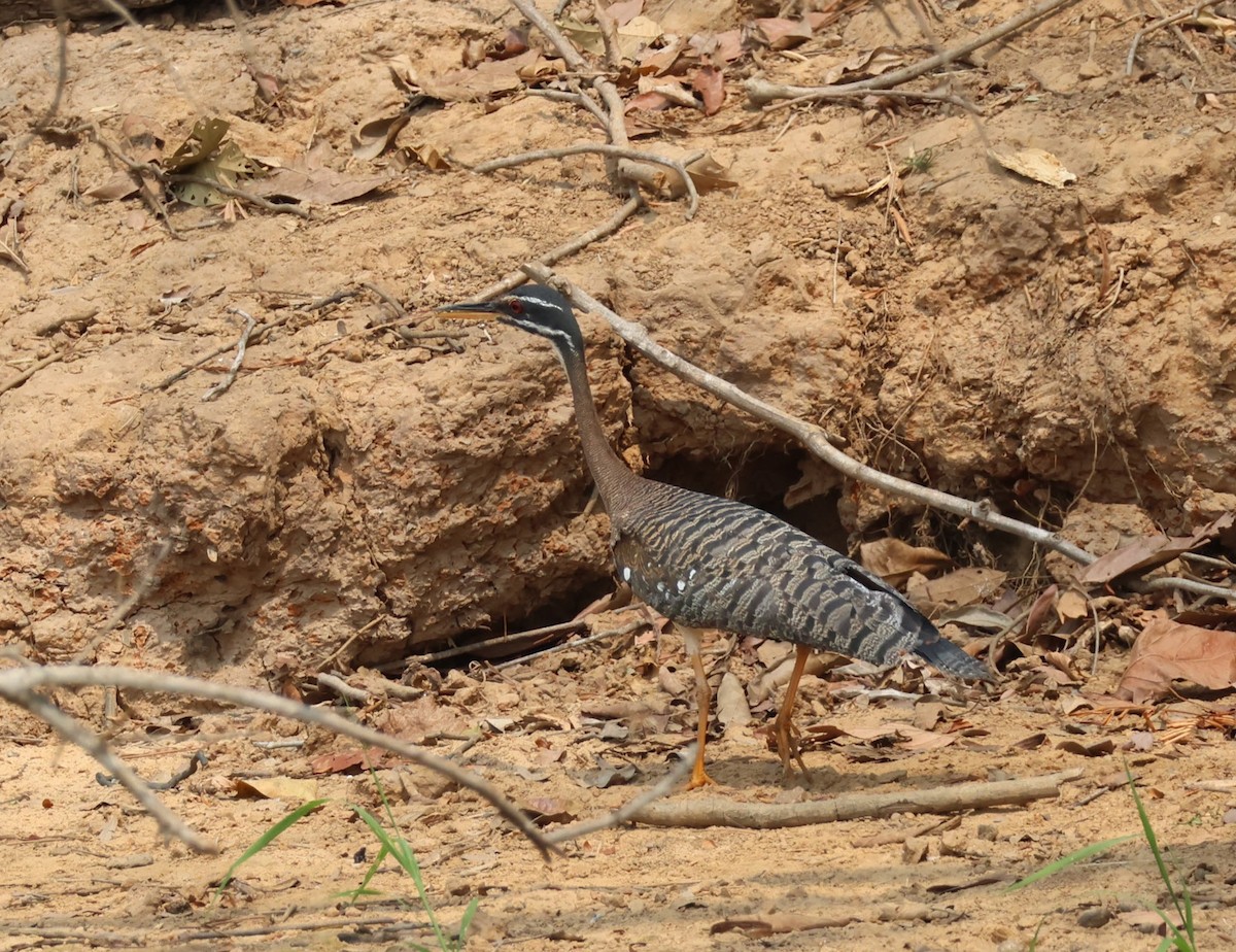 Sunbittern - John Leonard