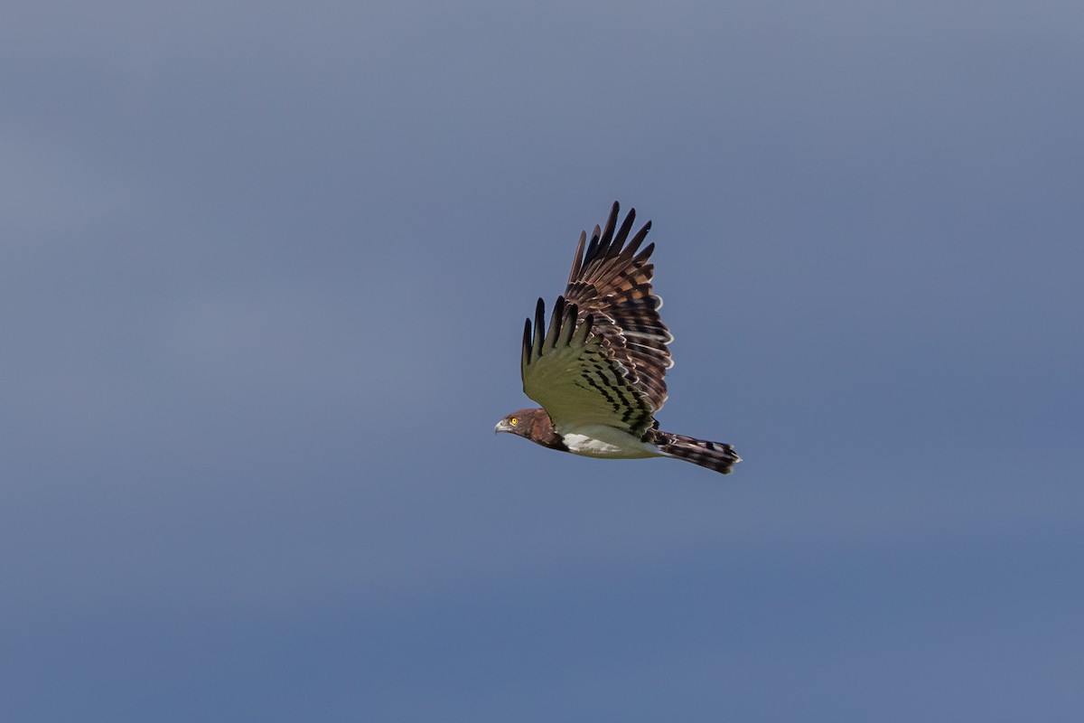 Black-chested Snake-Eagle - ML624992093