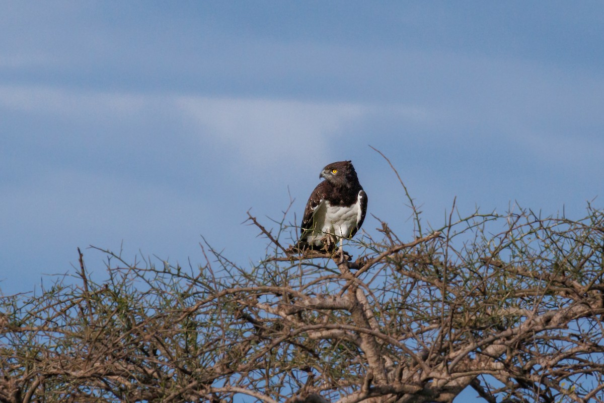 Black-chested Snake-Eagle - ML624992094