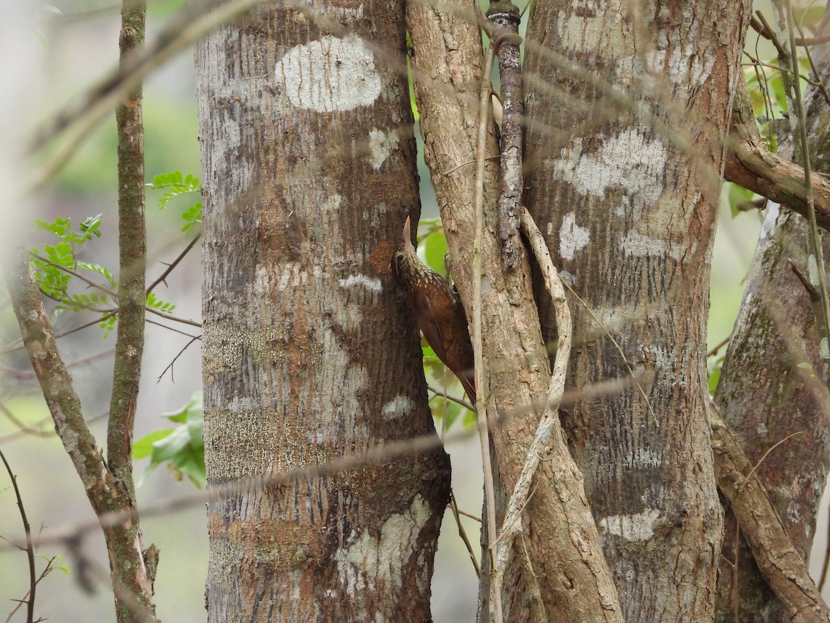 Buff-throated Woodcreeper - ML624992167