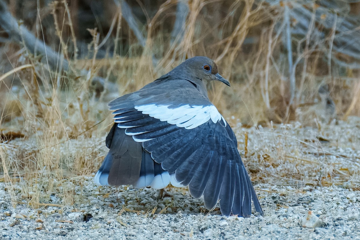 White-winged Dove - ML624992198