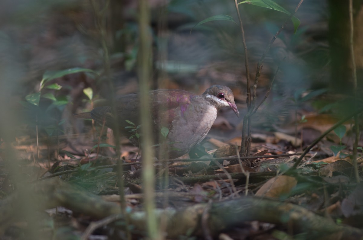 Key West Quail-Dove - ML624992200