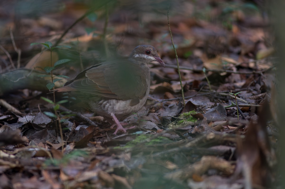 Key West Quail-Dove - ML624992201
