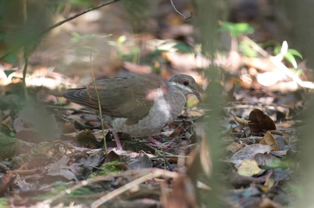 Key West Quail-Dove - ML624992202