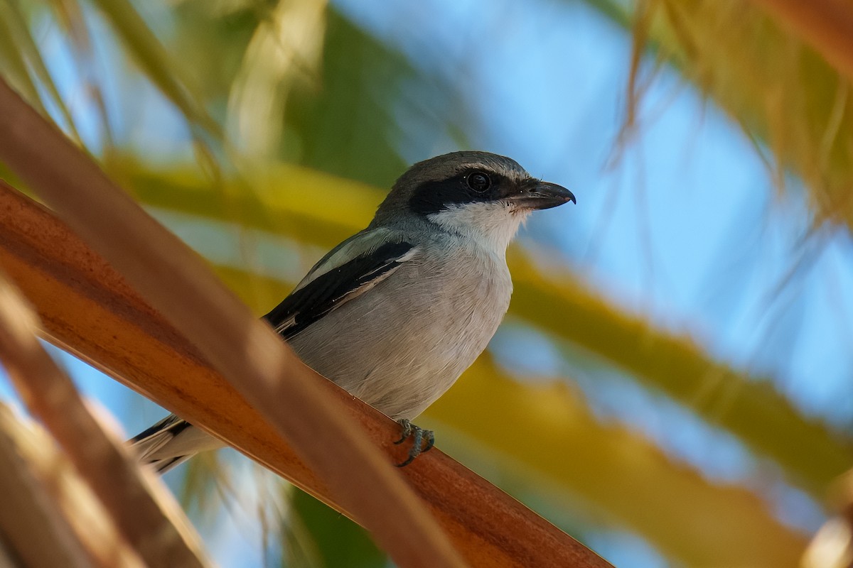 Loggerhead Shrike - ML624992204