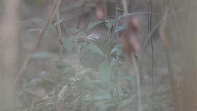 Key West Quail-Dove - ML624992206