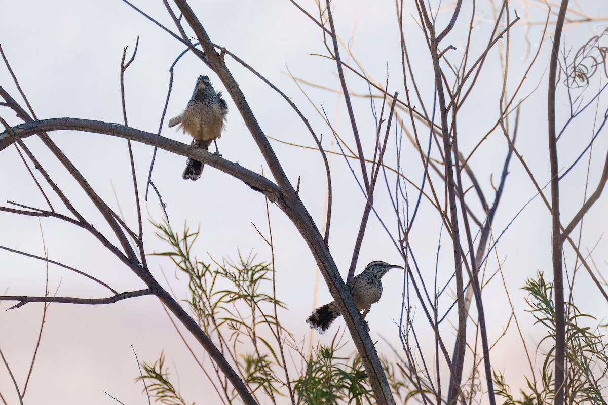 Cactus Wren - ML624992207