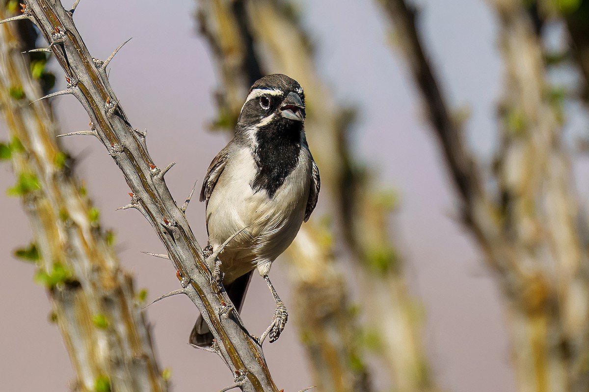 Black-throated Sparrow - ML624992212