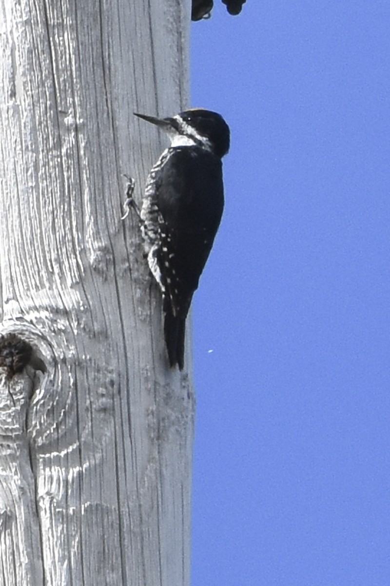 Black-backed Woodpecker - ML624992337