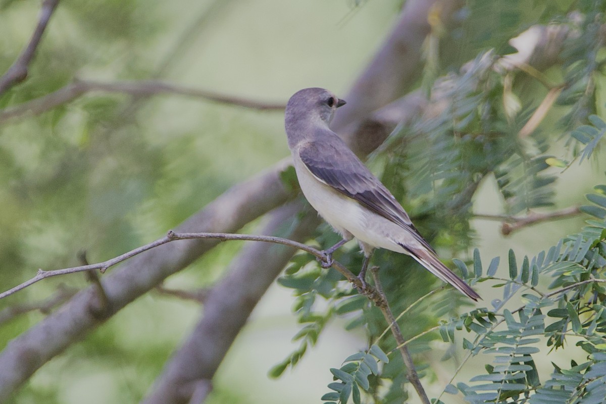 Brown-rumped Minivet - ML624992345