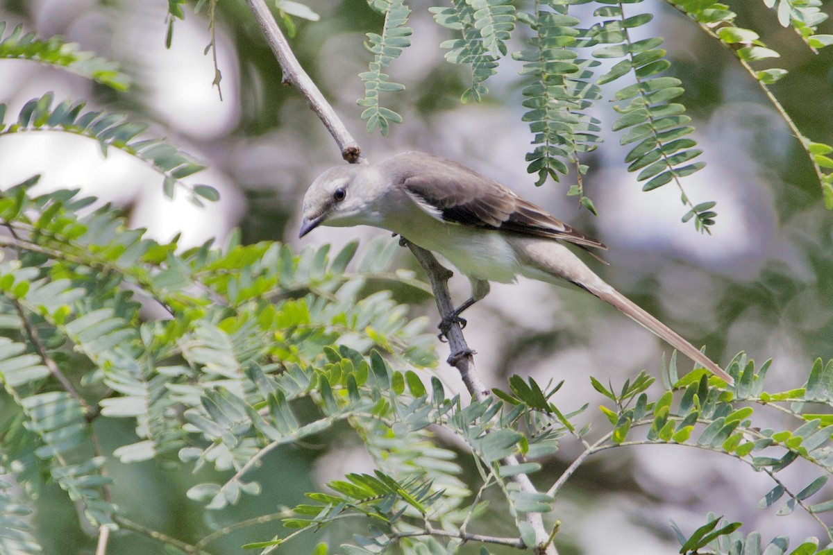 Brown-rumped Minivet - ML624992347