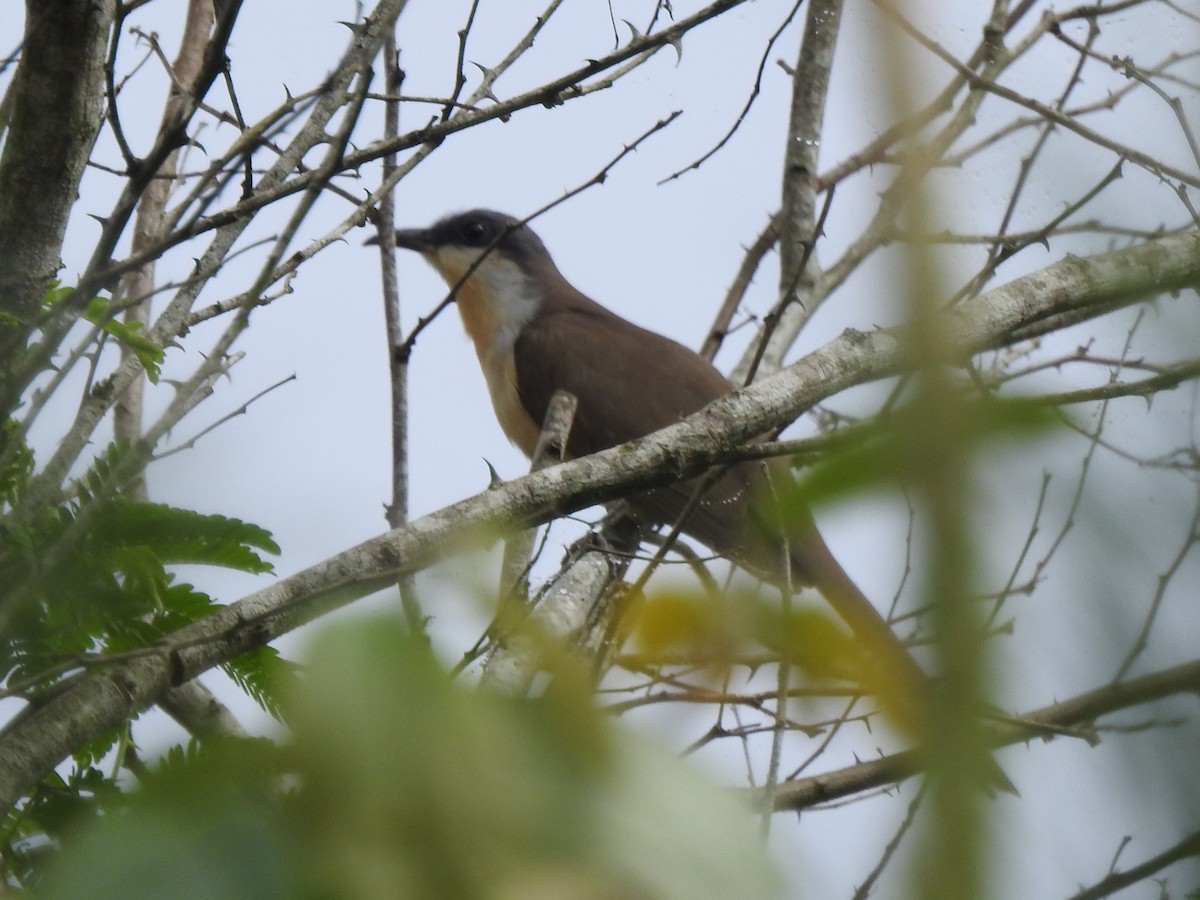 Dark-billed Cuckoo - ML624992443