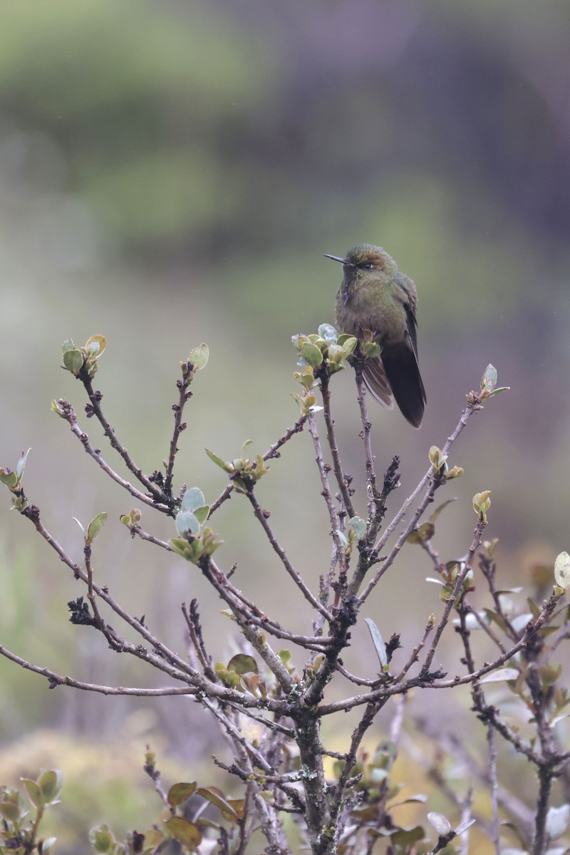 Bronze-tailed Thornbill - ML624992589