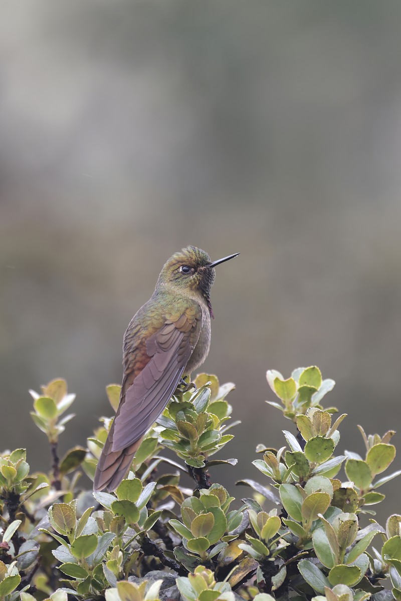 Bronze-tailed Thornbill - ML624992590