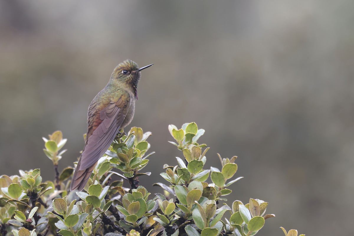 Bronze-tailed Thornbill - ML624992591