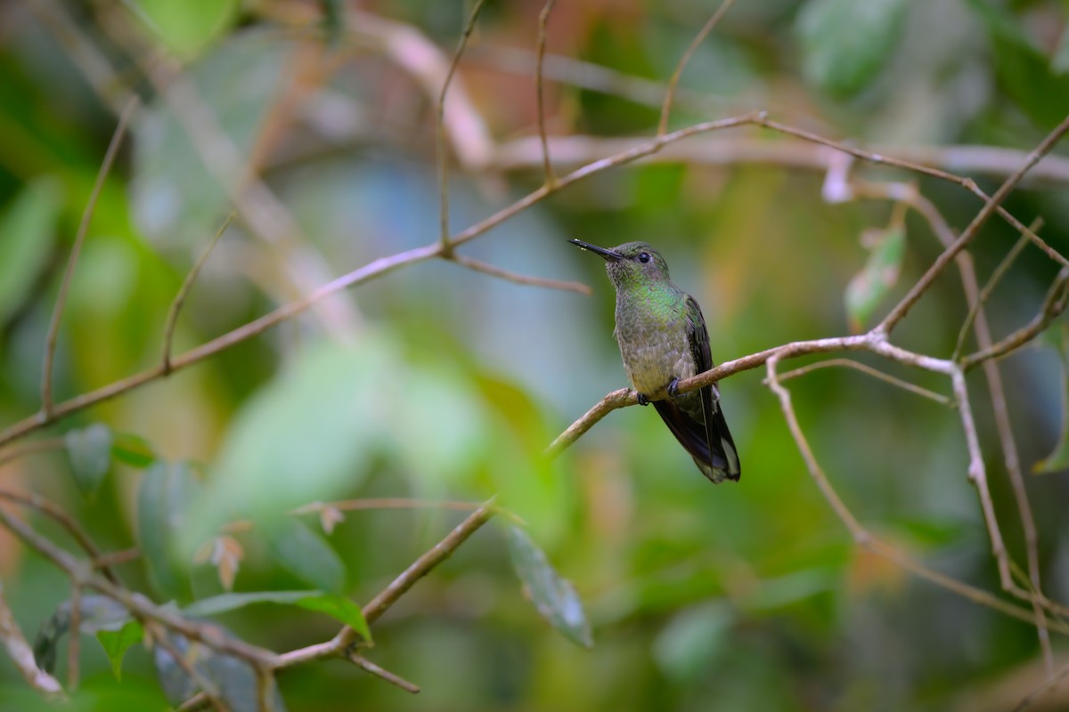 Colibri de Cuvier - ML624992755