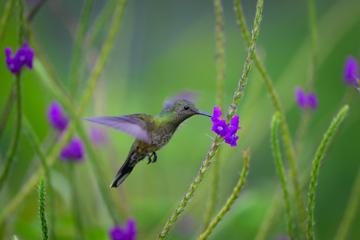 Scaly-breasted Hummingbird - Christopher Becerra