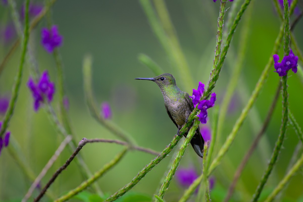 Colibri de Cuvier - ML624992757