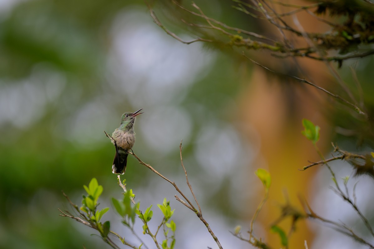 Colibri de Cuvier - ML624992764