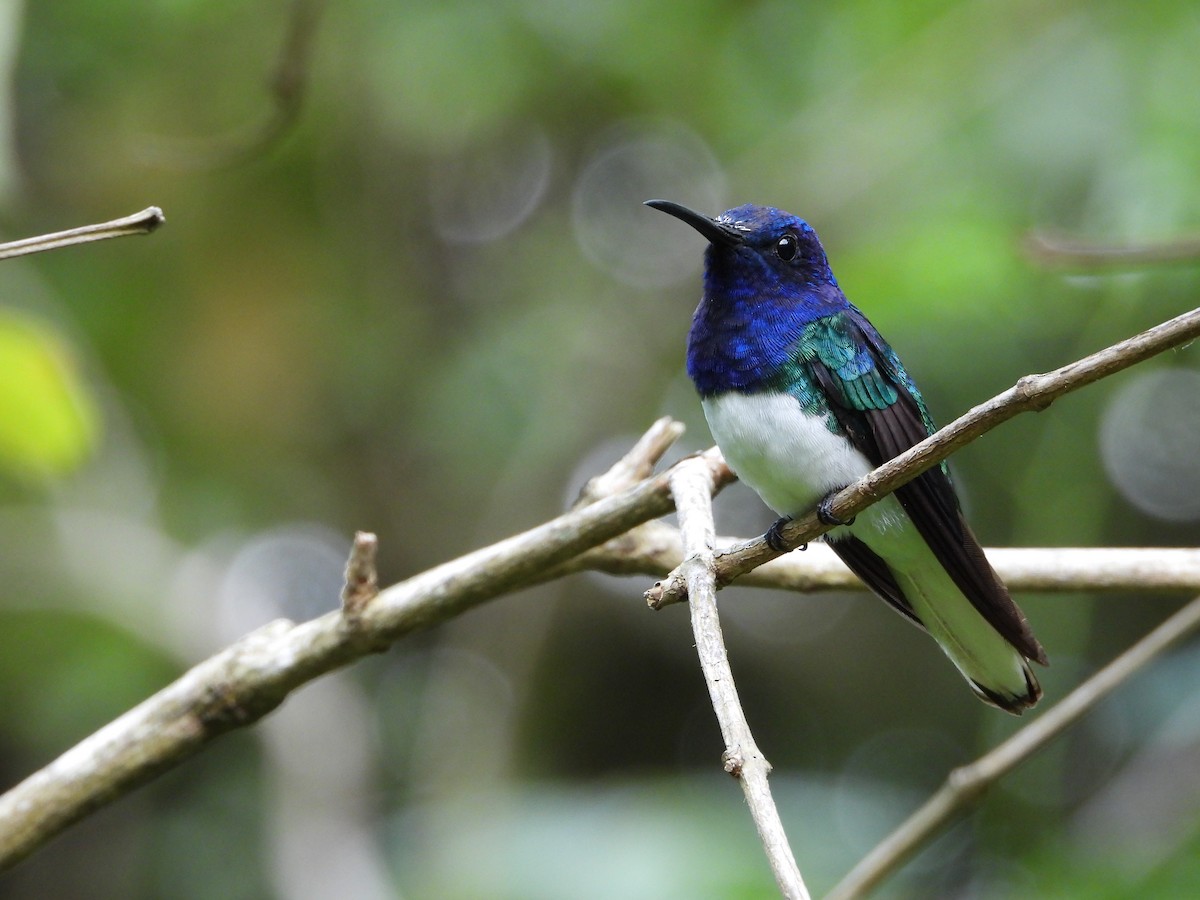 White-necked Jacobin - ML624992771