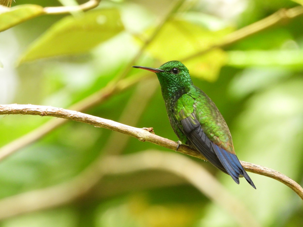 Copper-rumped Hummingbird - ML624992961