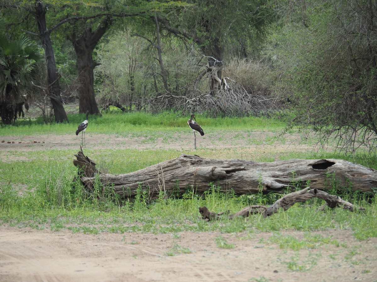 African Woolly-necked Stork - D.  Coody